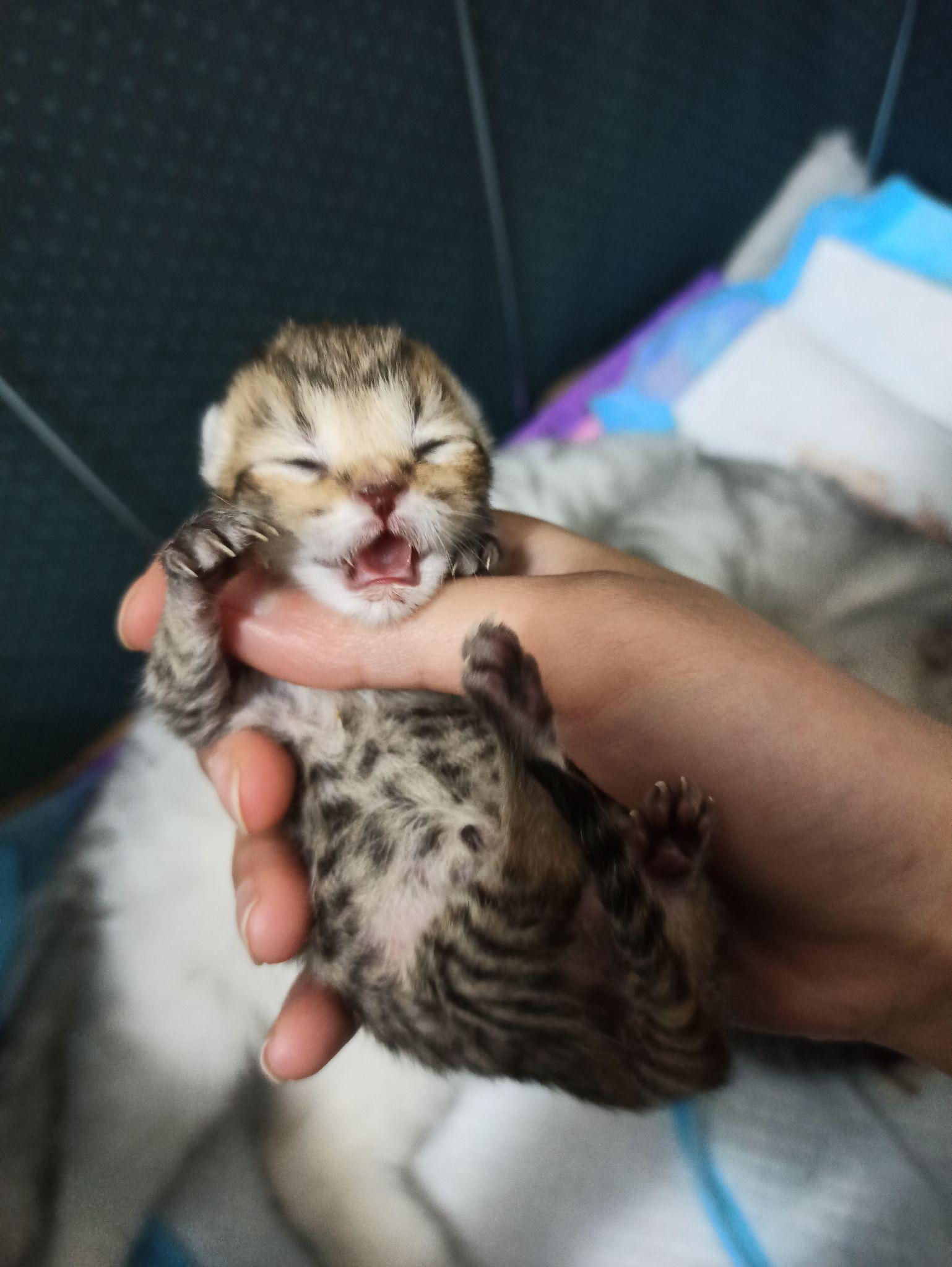 刚出生的虎斑猫图片图片