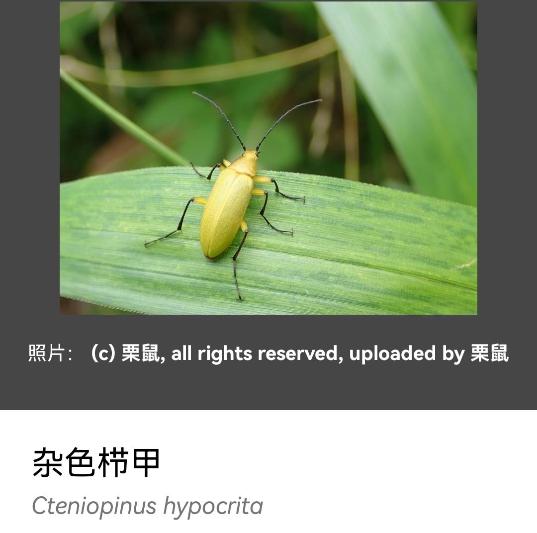 这是什么虫子,晚上好多飞进来,听说是臭虫,但好像也不臭啊?