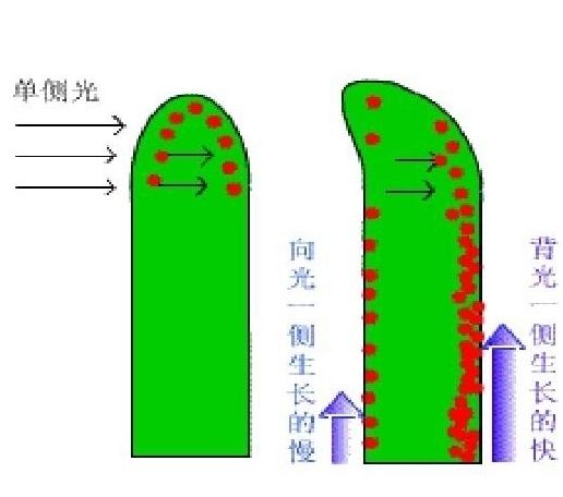 向光性生长原因是背光侧促进生长物质更多,还是向光侧抑制生长物质更多,还是促进/抑制生长物质横向转移? - 知乎