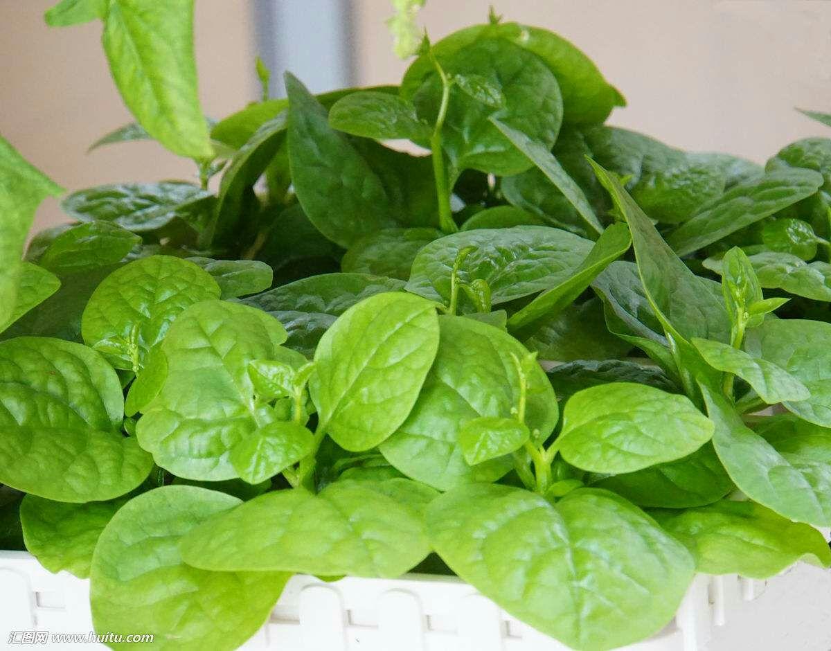 请问这个菜叫什么名字样子像菠菜但杆茎比较粗和铅笔差不多叶不在根部