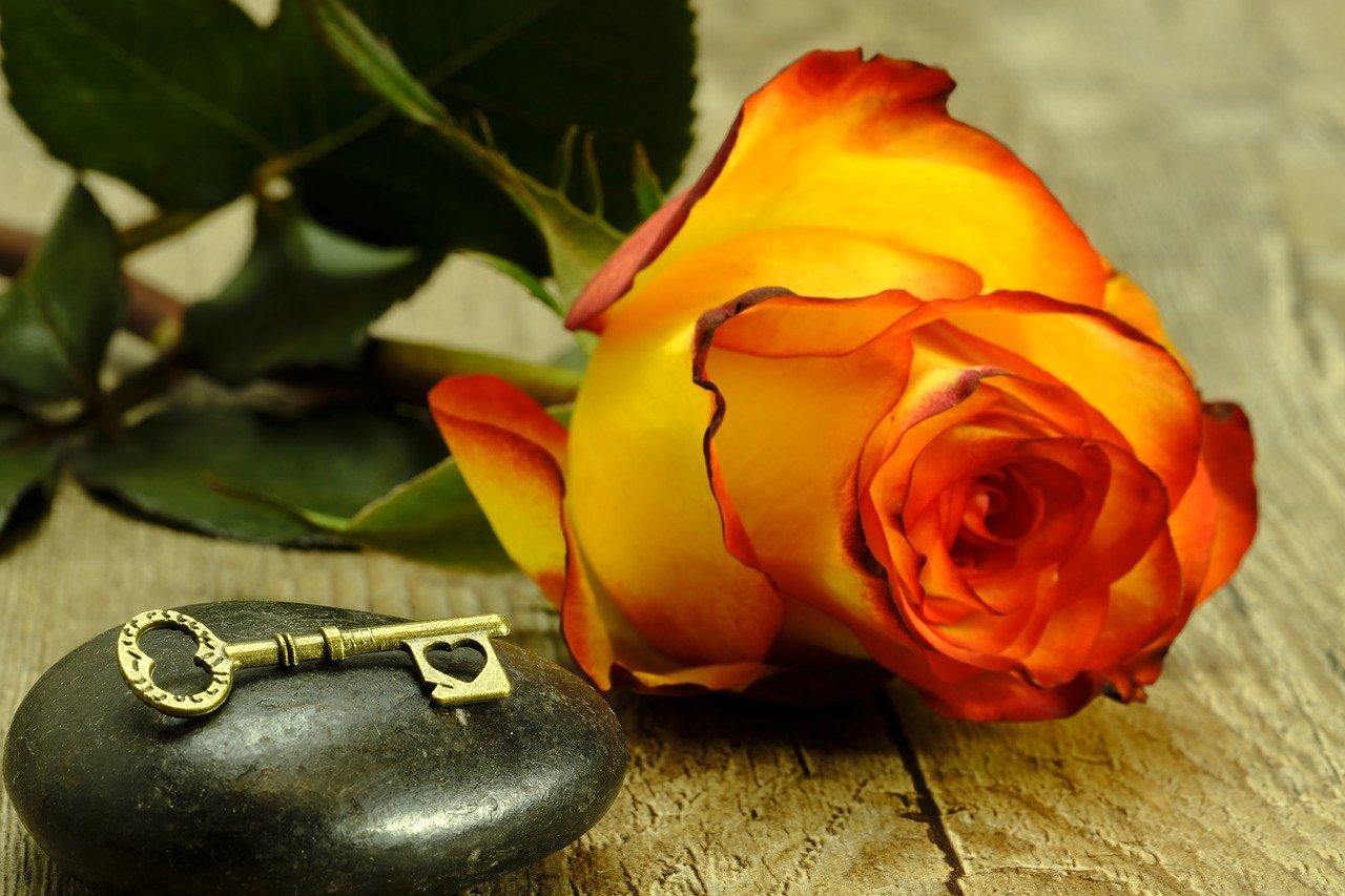 橙色菊花的花语是什么