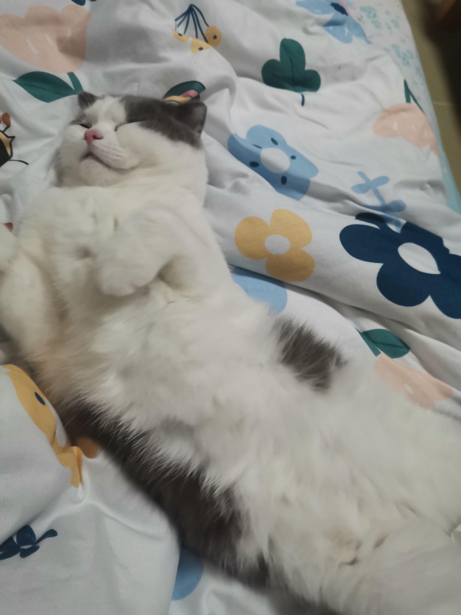 你家里猫最妖娆的睡姿啥样?
