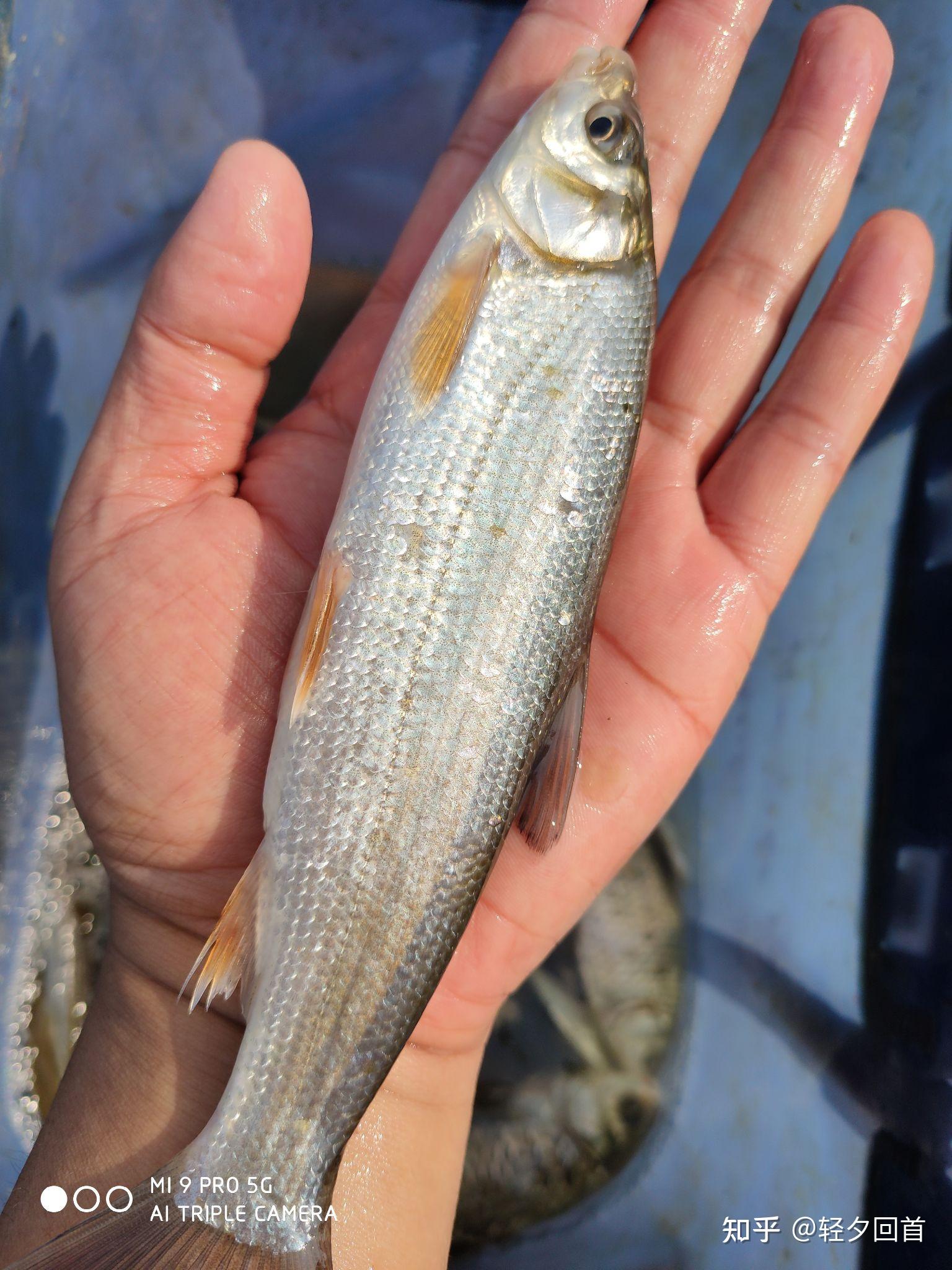 在比较浅的小溪里生活的小鱼是什么种类的鱼? - 知乎