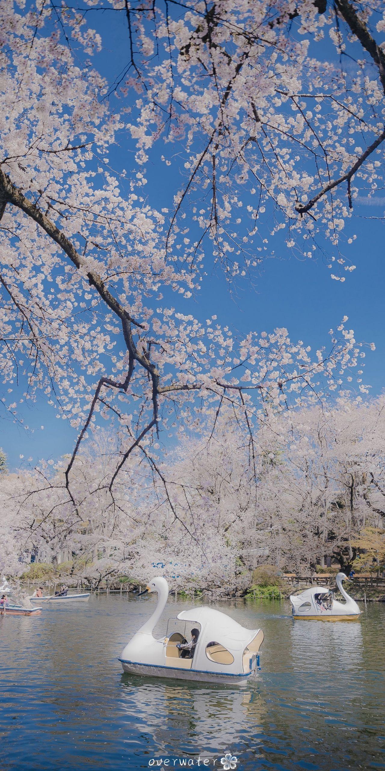 樱花开了,你拍过哪些好看的,色调暖暖的樱花照片或视频?