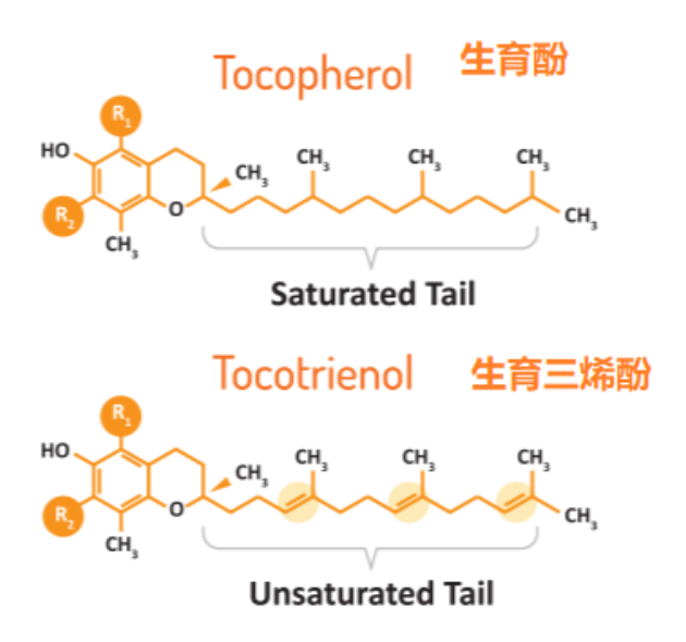 维生素e与生育酚是什么关系