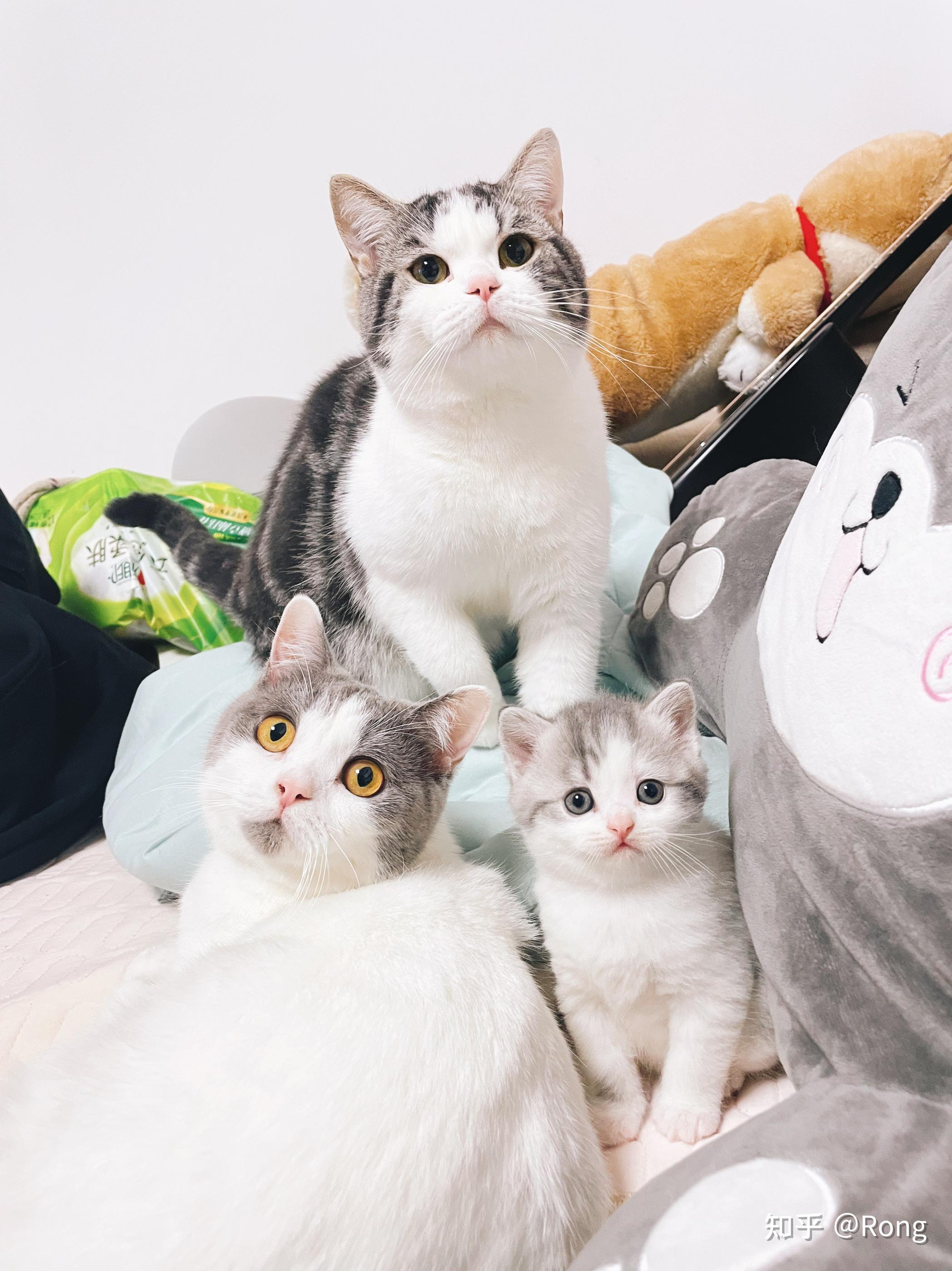 能给我看看英短和美短串的样子嘛