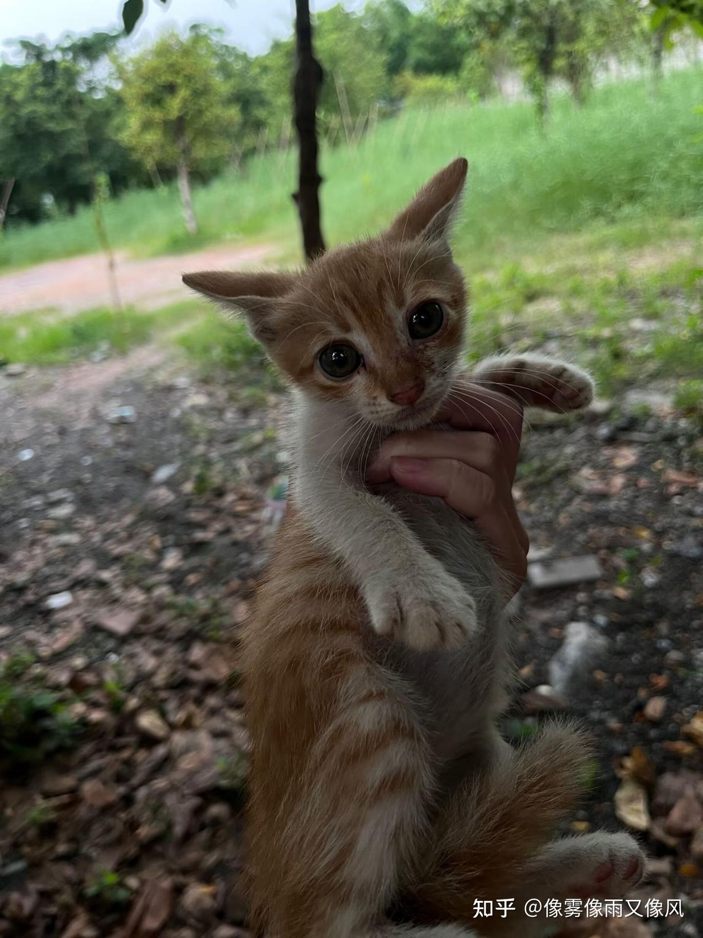 无偿领养流浪猫 - 知乎