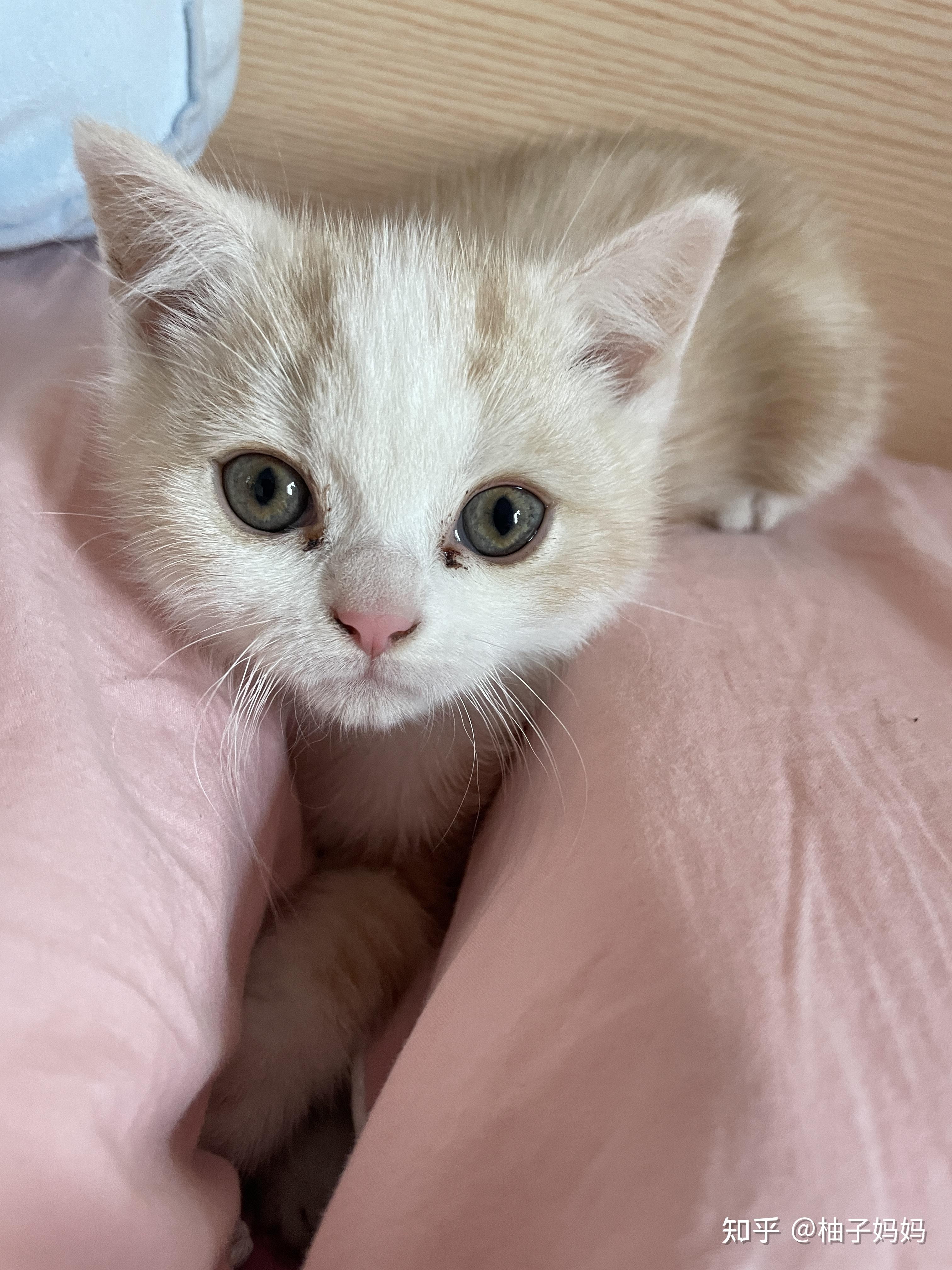 淡黄色美短是怎么回事