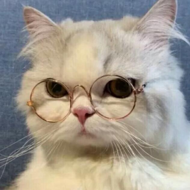 你有哪些有趣的猫猫头像推荐? - 知乎