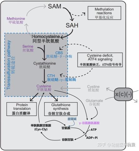 同型半胱氨酸:隐匿的健康威胁与科学应对策略 - 知乎