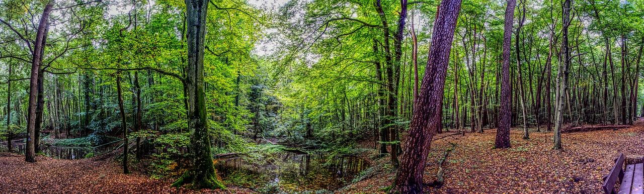 森林中的小河景