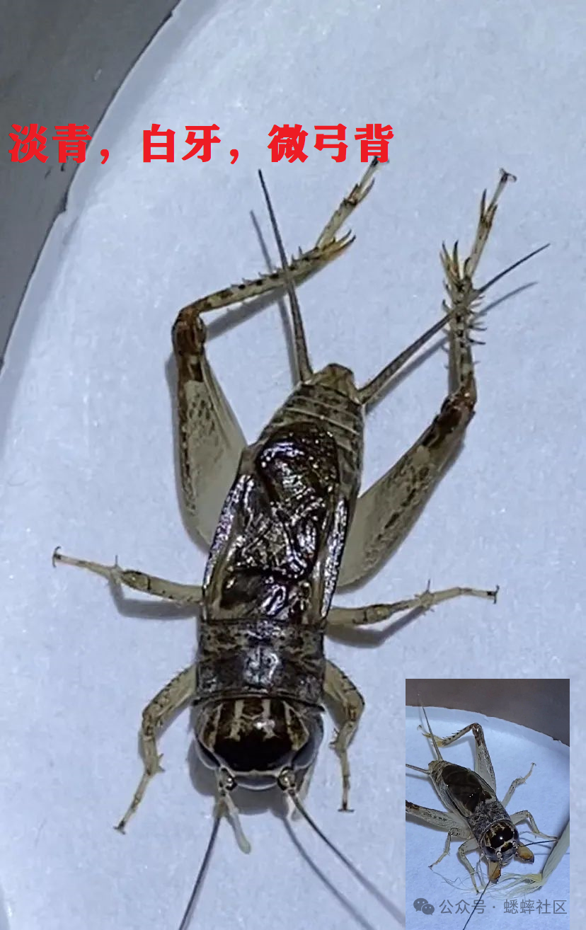 蟋蟀分享青金翅透金光战中表现出色