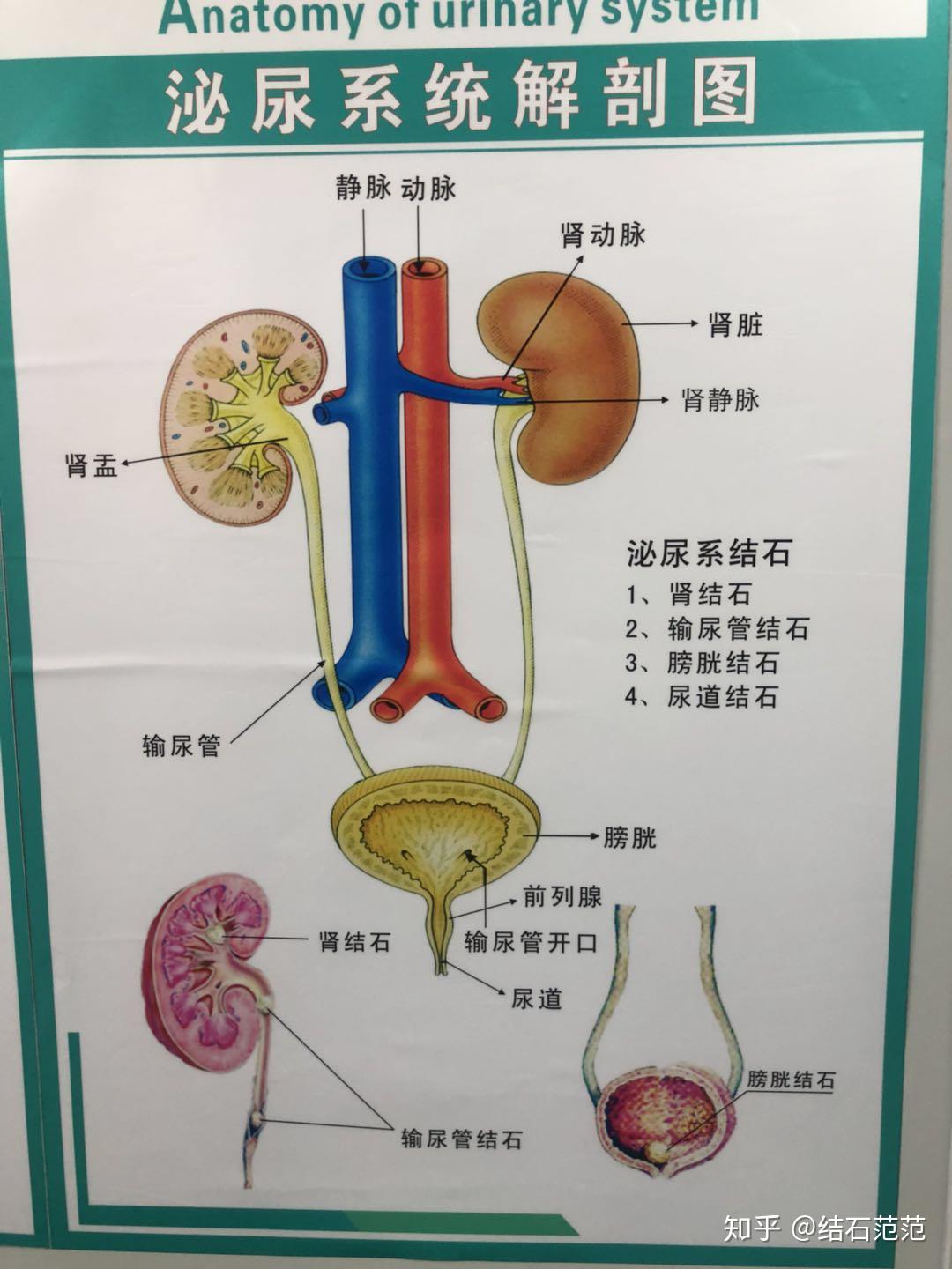 肾的解剖，以及输尿管的三处狭窄，医学生必背