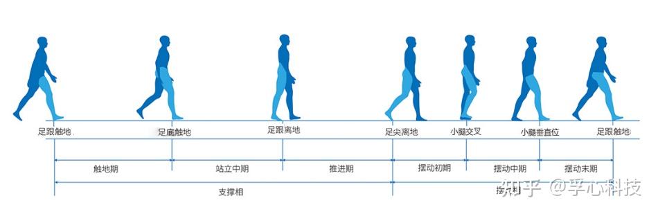 步态时项分析 关节角度 步长 步速等参数测量 - 知乎