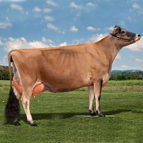 牛亚科中不同属间划分的主要界限又是什么?求大佬告知? - 知乎