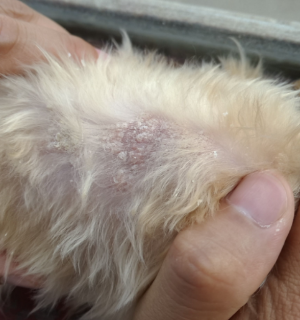 狗狗6种常见皮肤病的症状表现及治疗方法指南