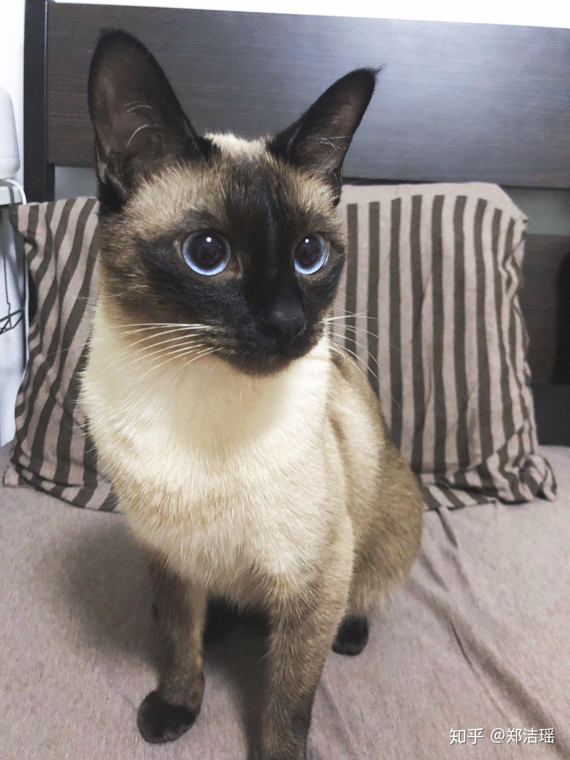 养暹罗猫是种怎样的体验? - 知乎