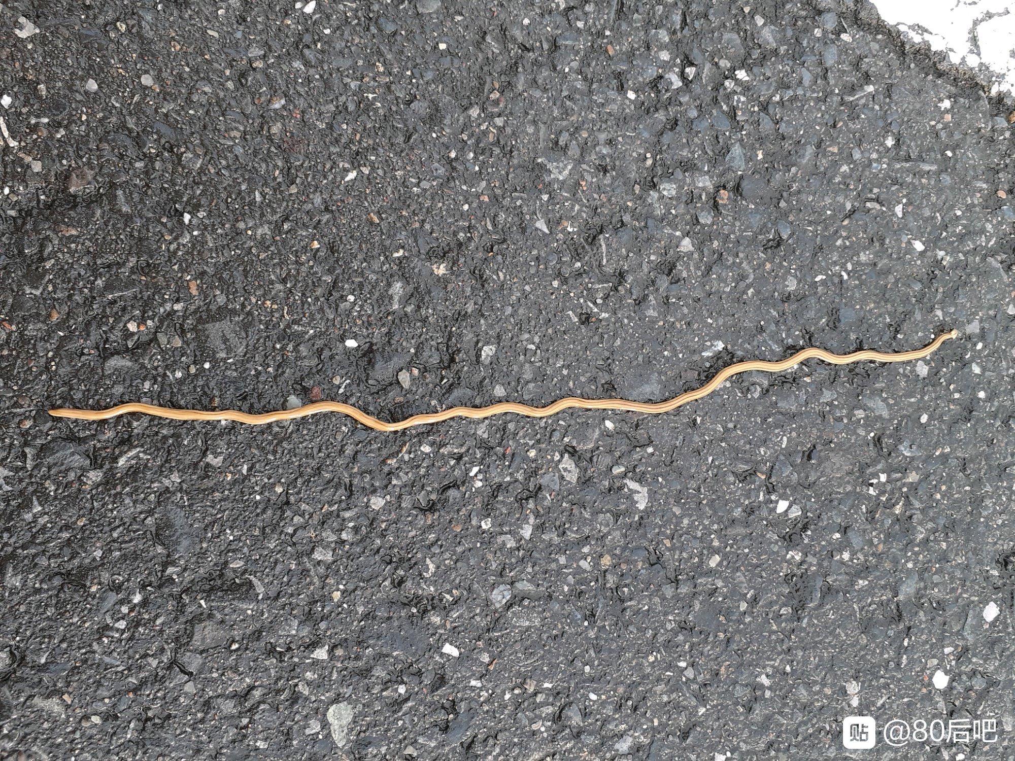 在浴室看到的虫子细长比蚯蚓长比蚯蚓细,头是扁的,是什么虫子? - 知乎