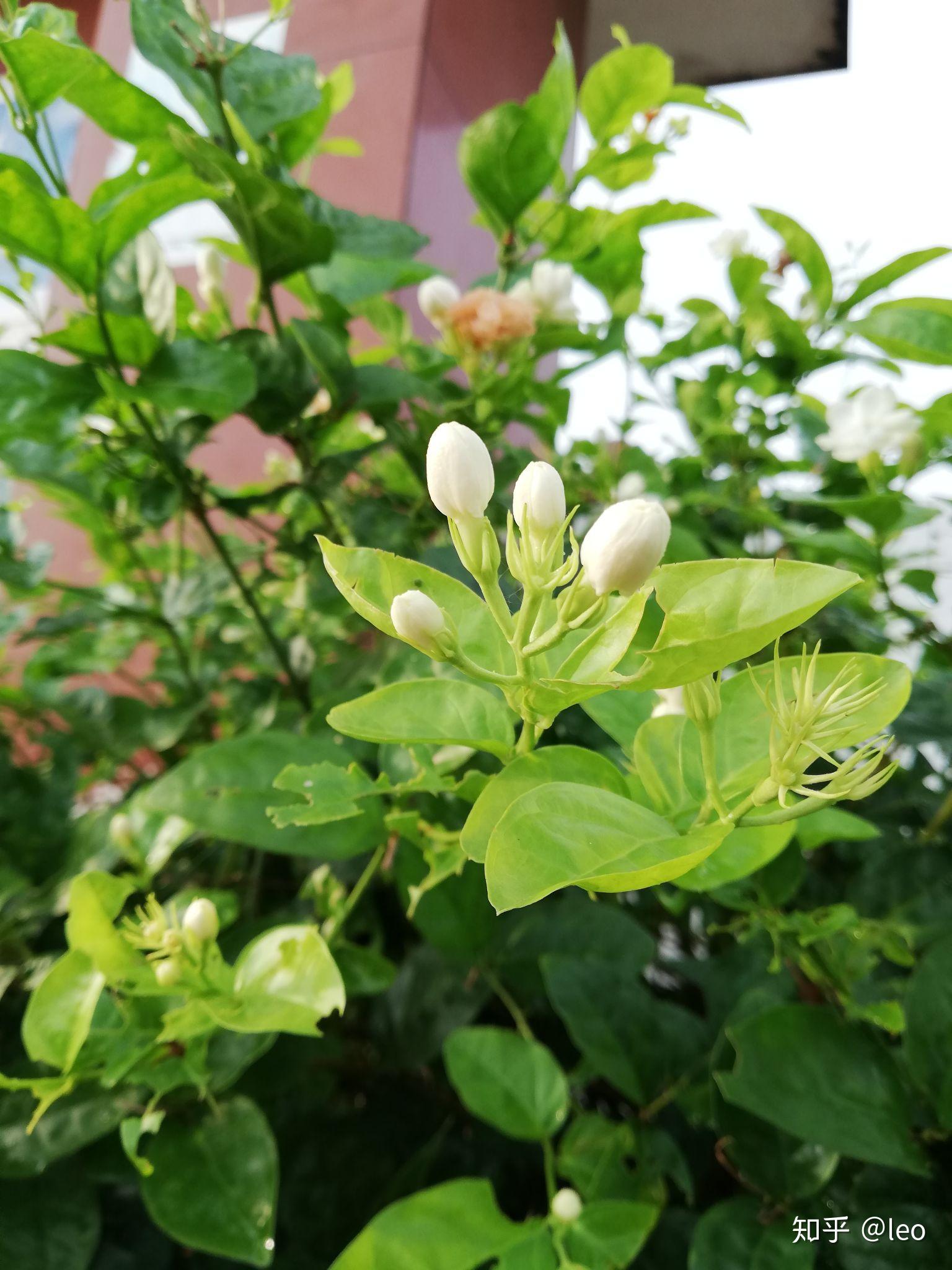 茉莉花有几种颜色