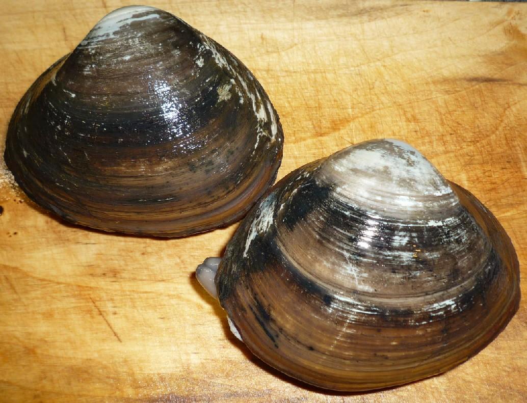 北极贝和北寄贝是不是一种东西?