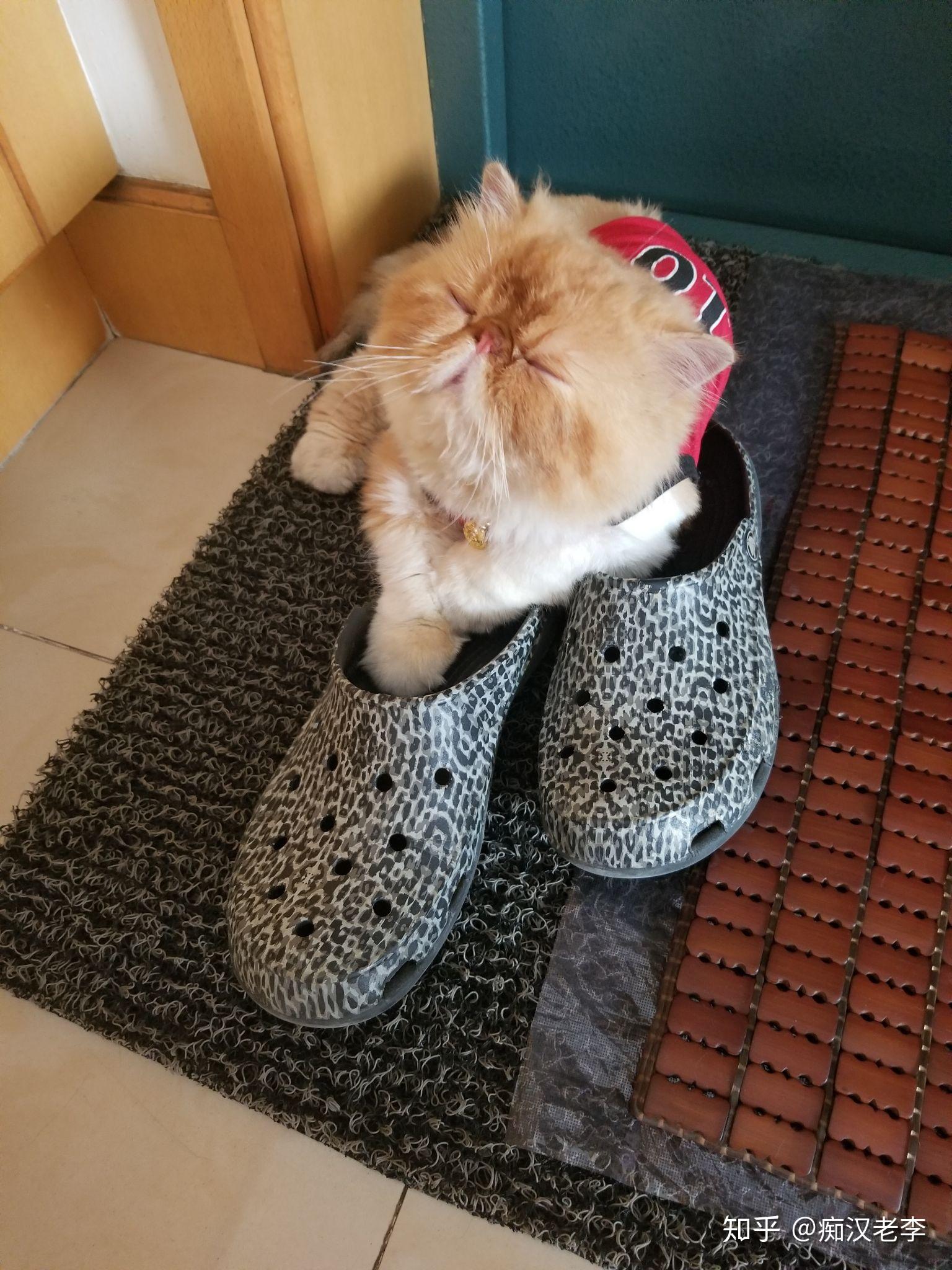 为什么猫咪喜欢在鞋子里面睡觉