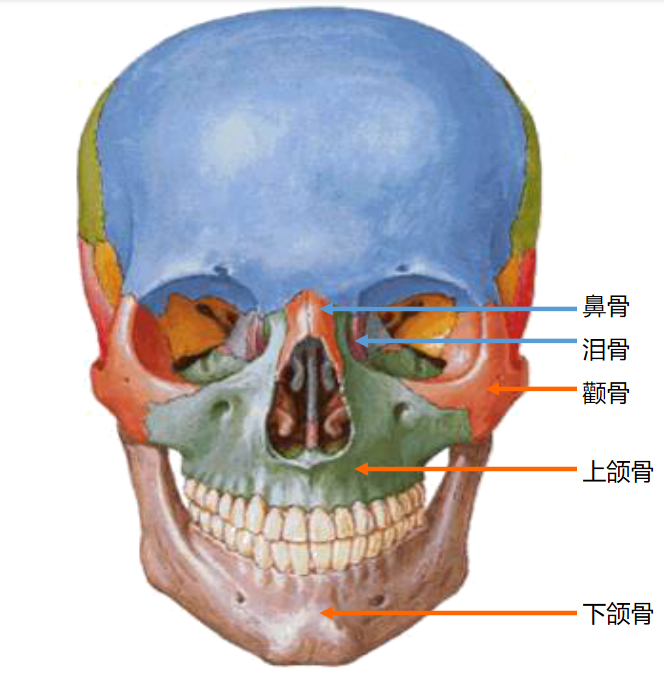 艾派斯人体科学小讲堂第三讲骨骼的样子