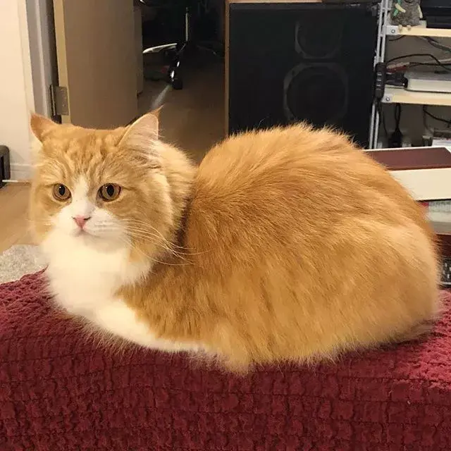 你见过最好看的橘猫长什么样