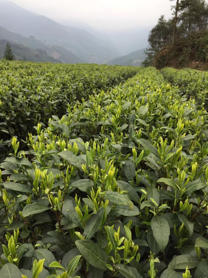 广东粤北绿茶的白毛茶又名白毛尖
