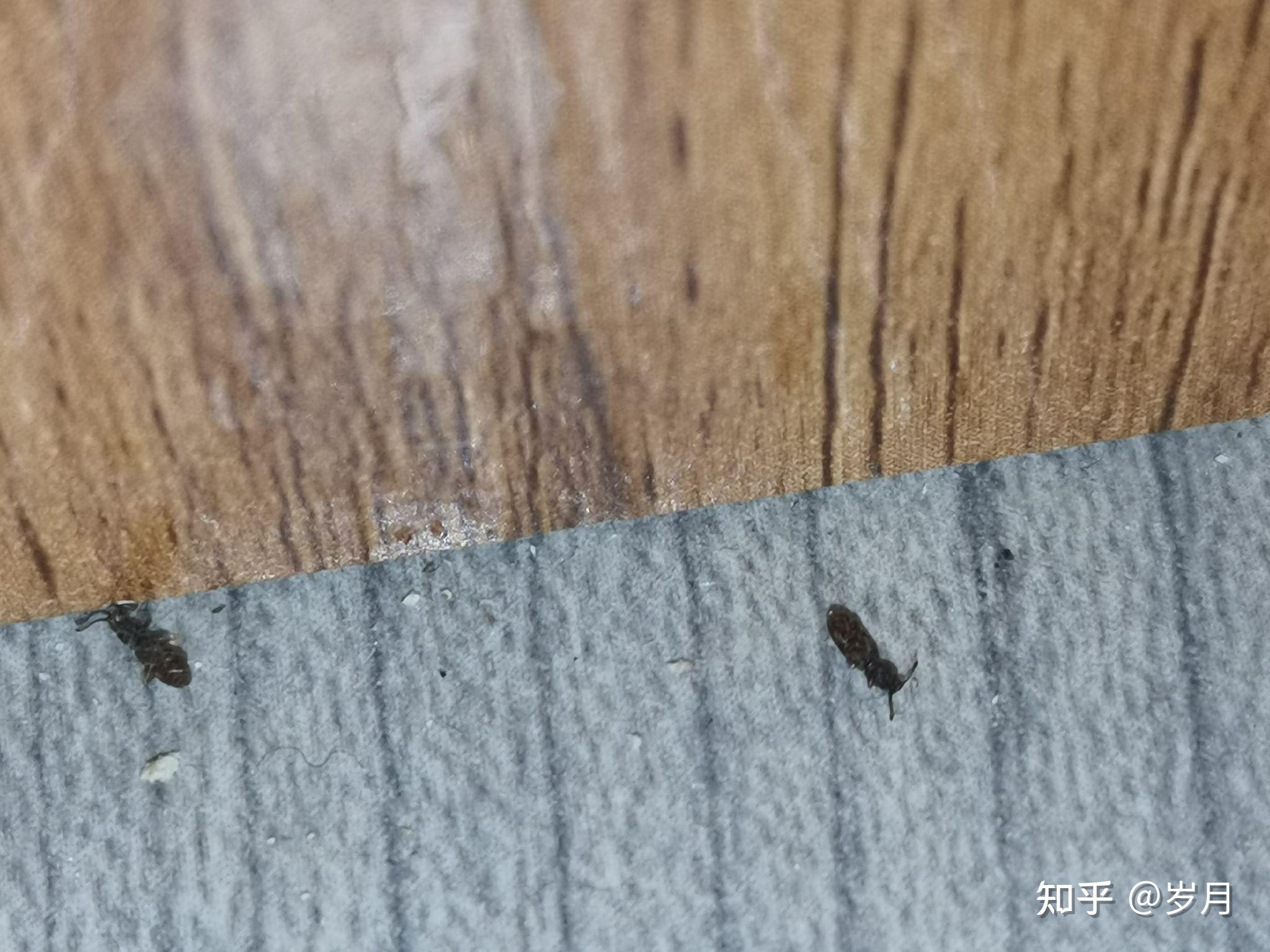 吃木头的小黑虫怎么杀如图