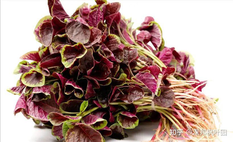 有哪些可食用的野菜? - 知乎