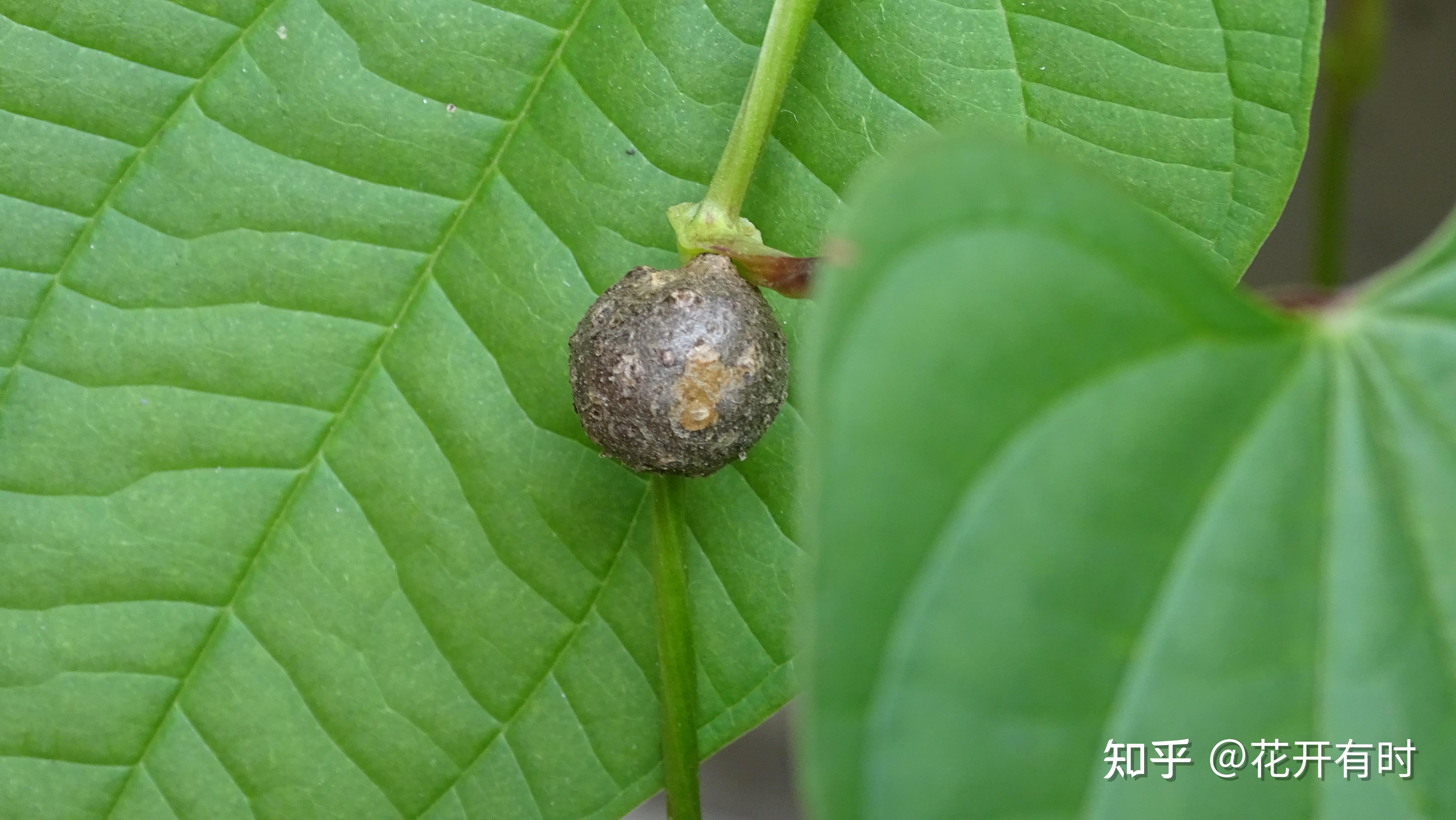 黄独有什么特点呢? - 知乎