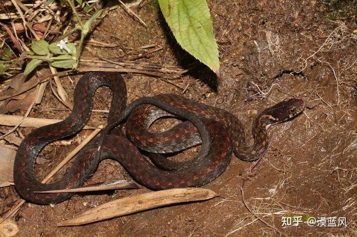 请问身体为黑色带有橙色圆斑非条纹状的蛇是什么蛇