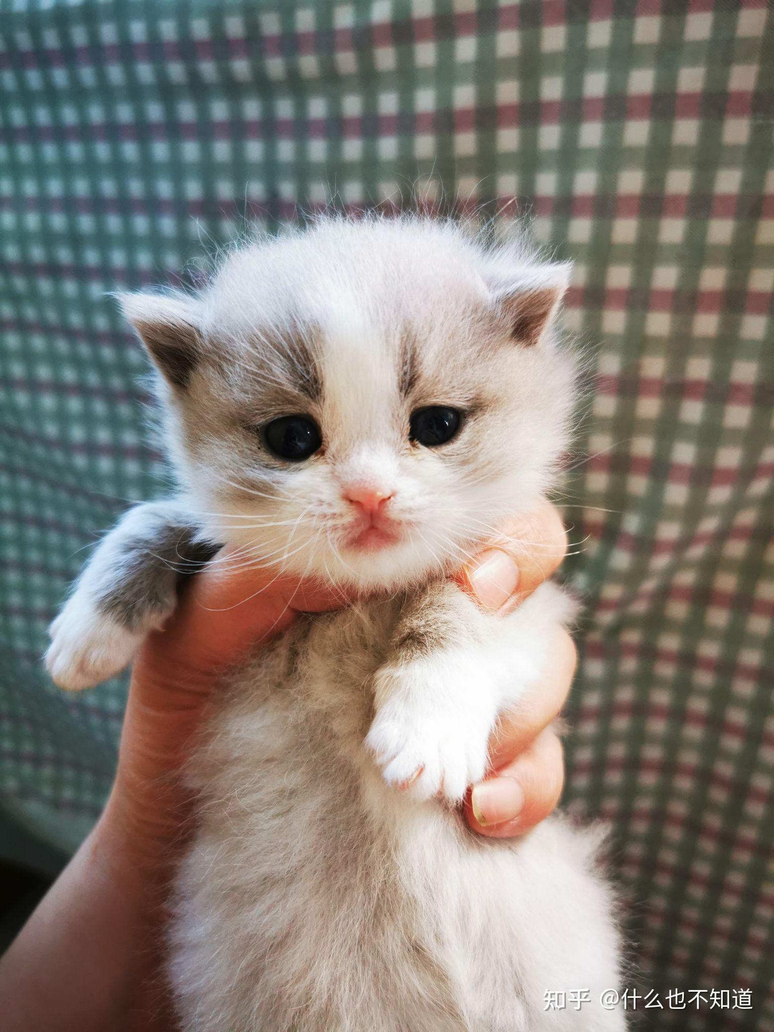 有谁知道蓝白和布偶配出来的是啥样子嘛?布偶是男生蓝白是女生?