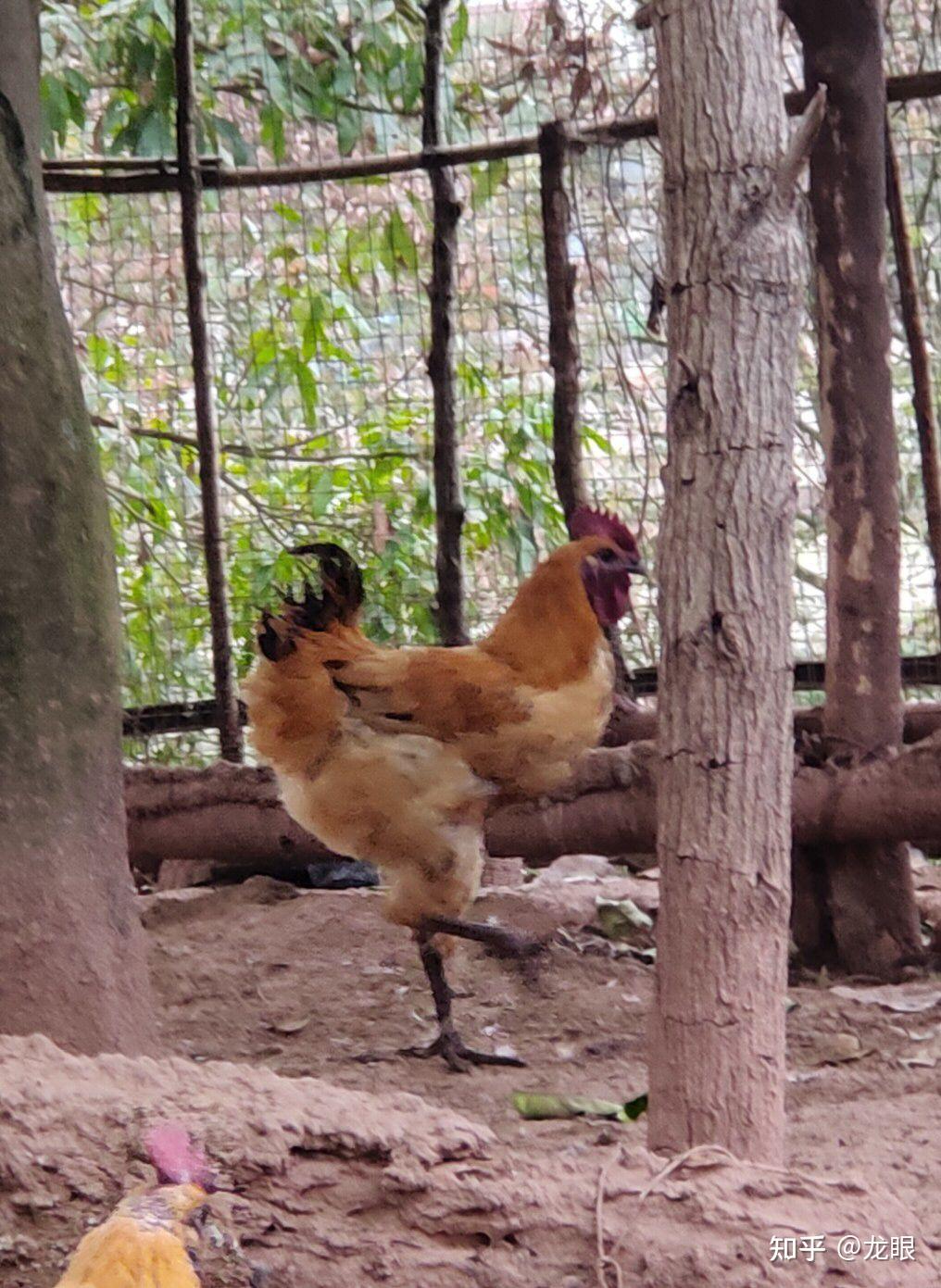 国内有什么高脚鸡品种值得入手? - 知乎