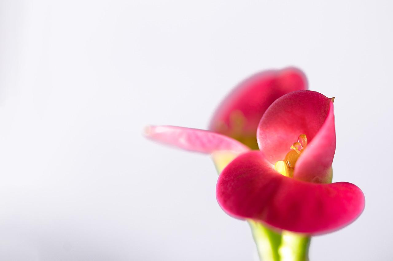 恩赐之花朵绽放