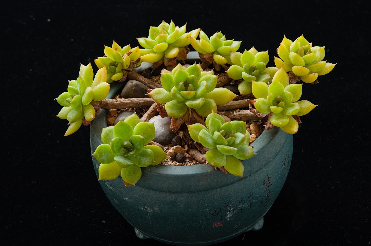 多肉属于什么科