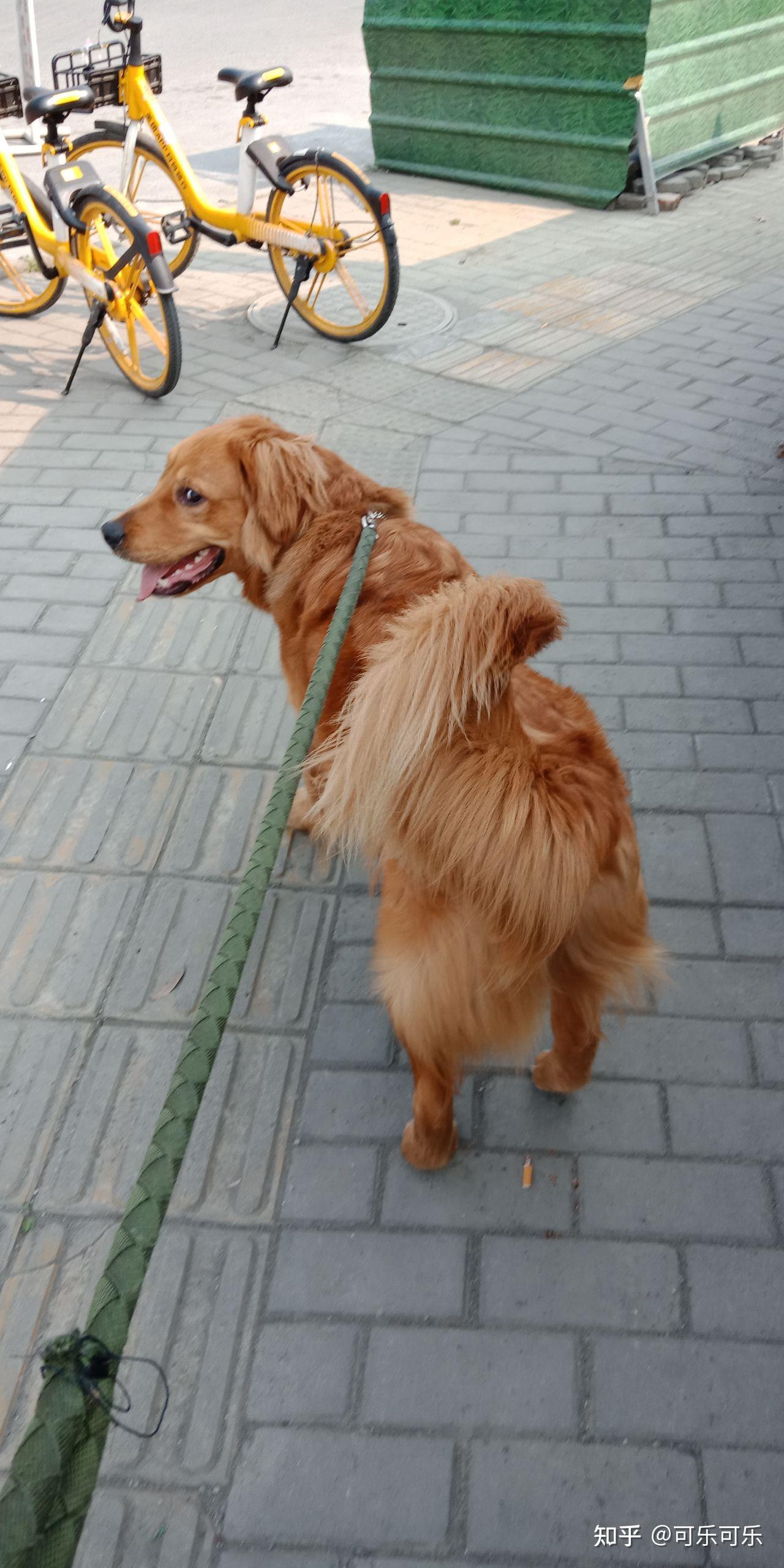 金毛尾巴会卷起来吗