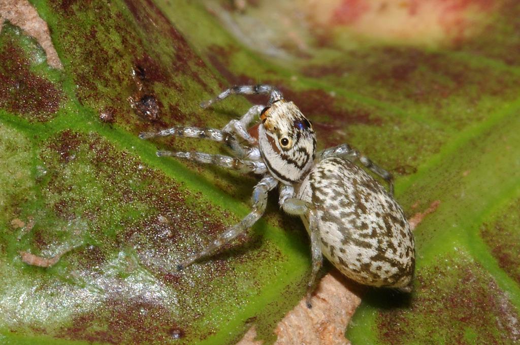 请问这个是什么蜘蛛呢