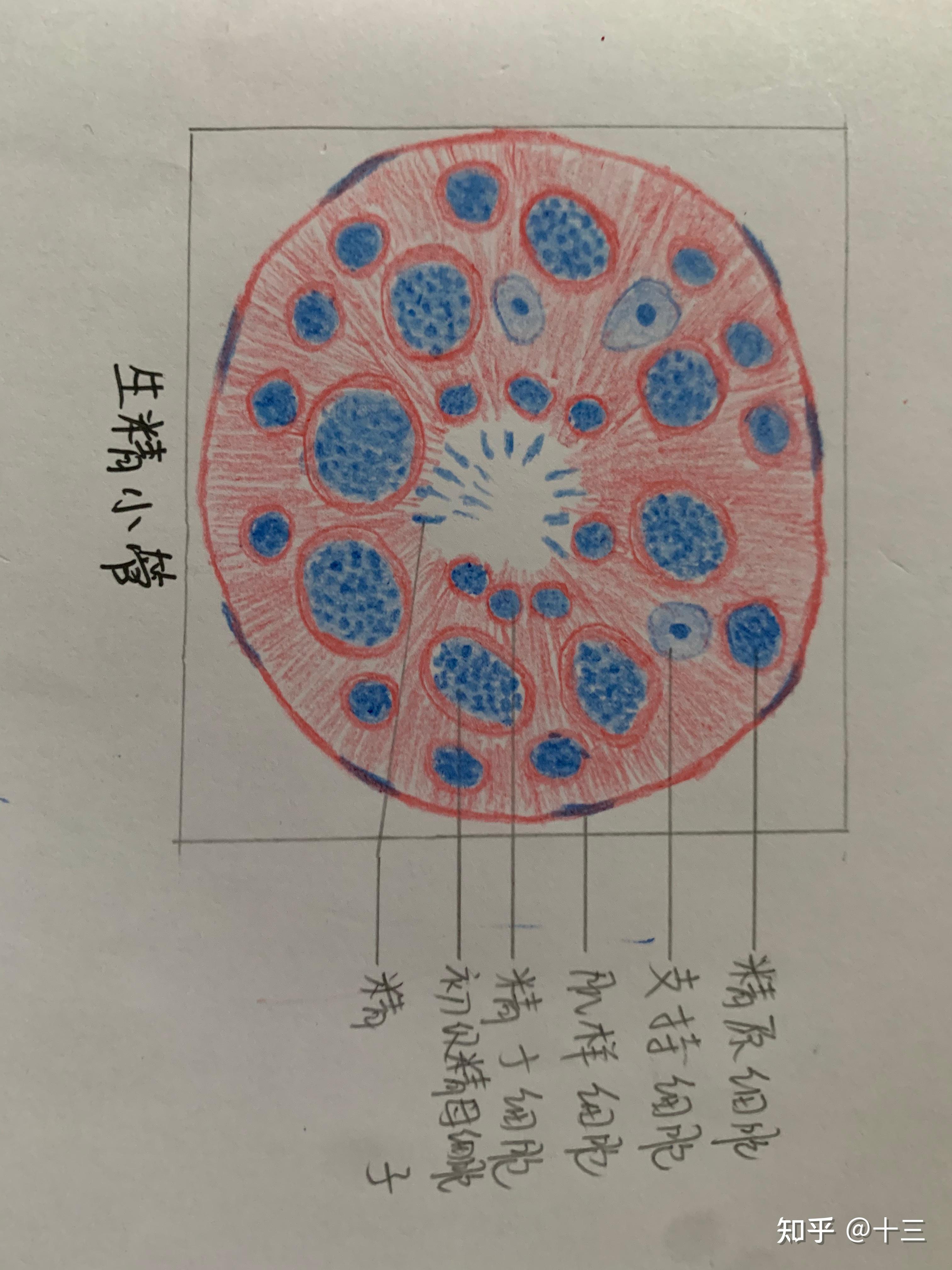 疏松结缔组织绘画图图片