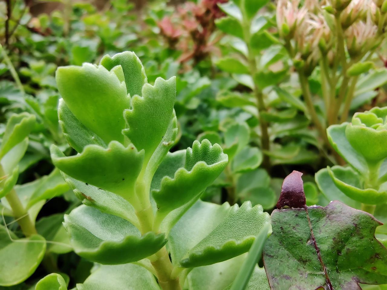 4. 郡霸青春焕发