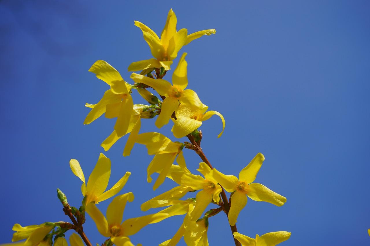 2. 连翘生长习性