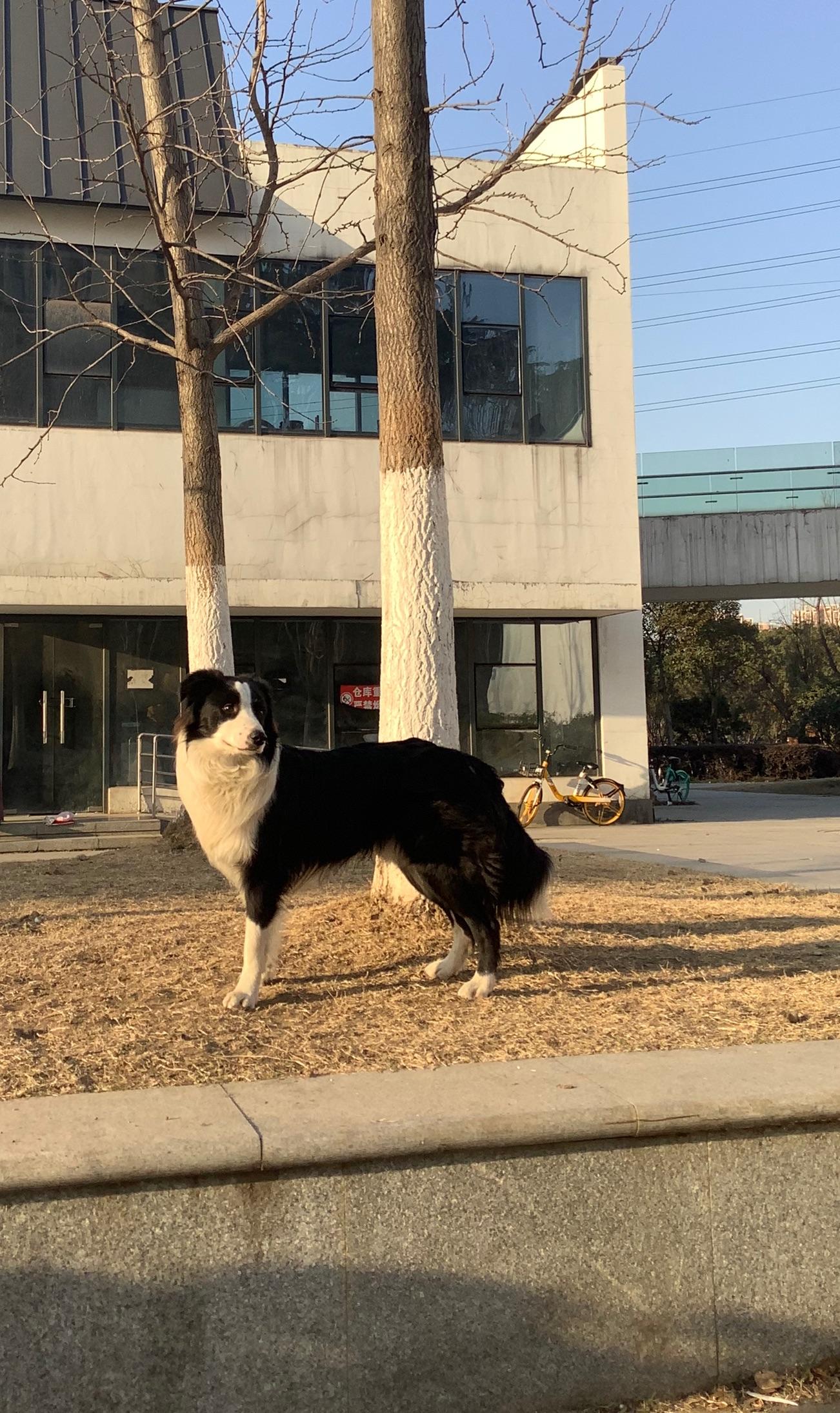 请问成年边牧身长大约多少