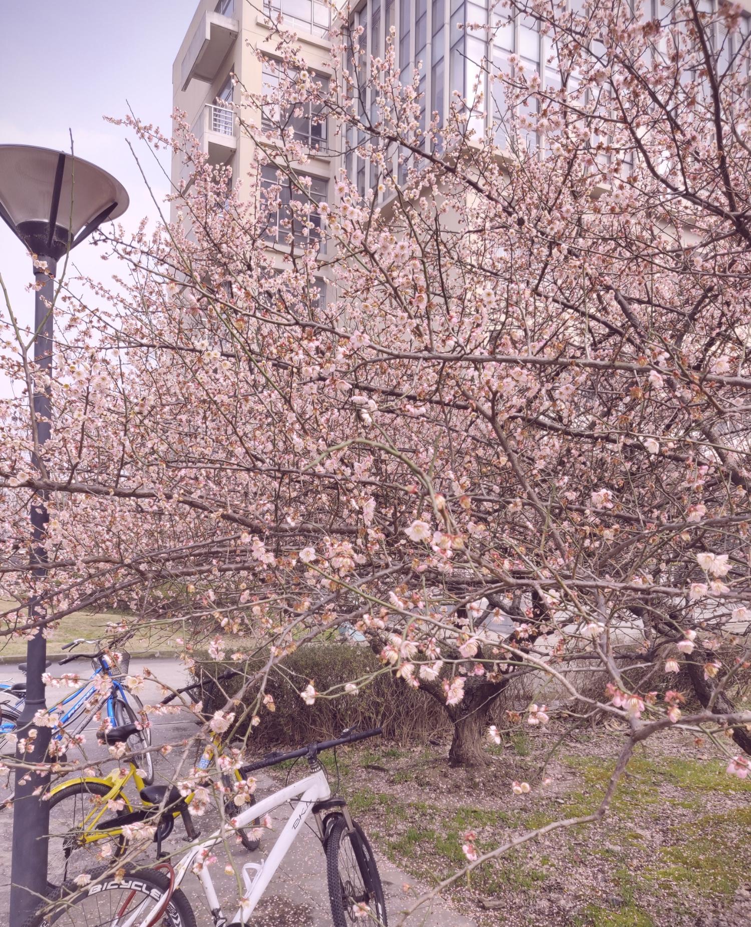 Zhihu banner for @winded