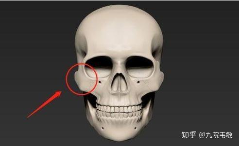 九院韦敏 | 颧弓颧骨内推+下颌角截骨,改脸型黄金搭档 - 知乎