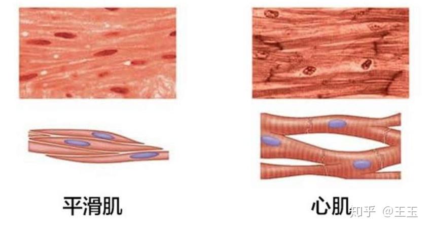 横切时平滑肌纤维与心肌纤维怎么区别