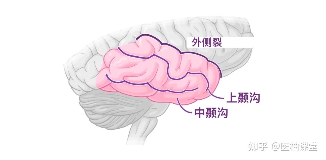 人体解剖学基础:大脑皮层 - 知乎