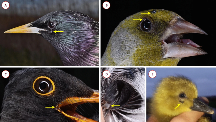 鸟类身上的蜱虫世界新宿主关系浮出水面海洋与湿地前沿