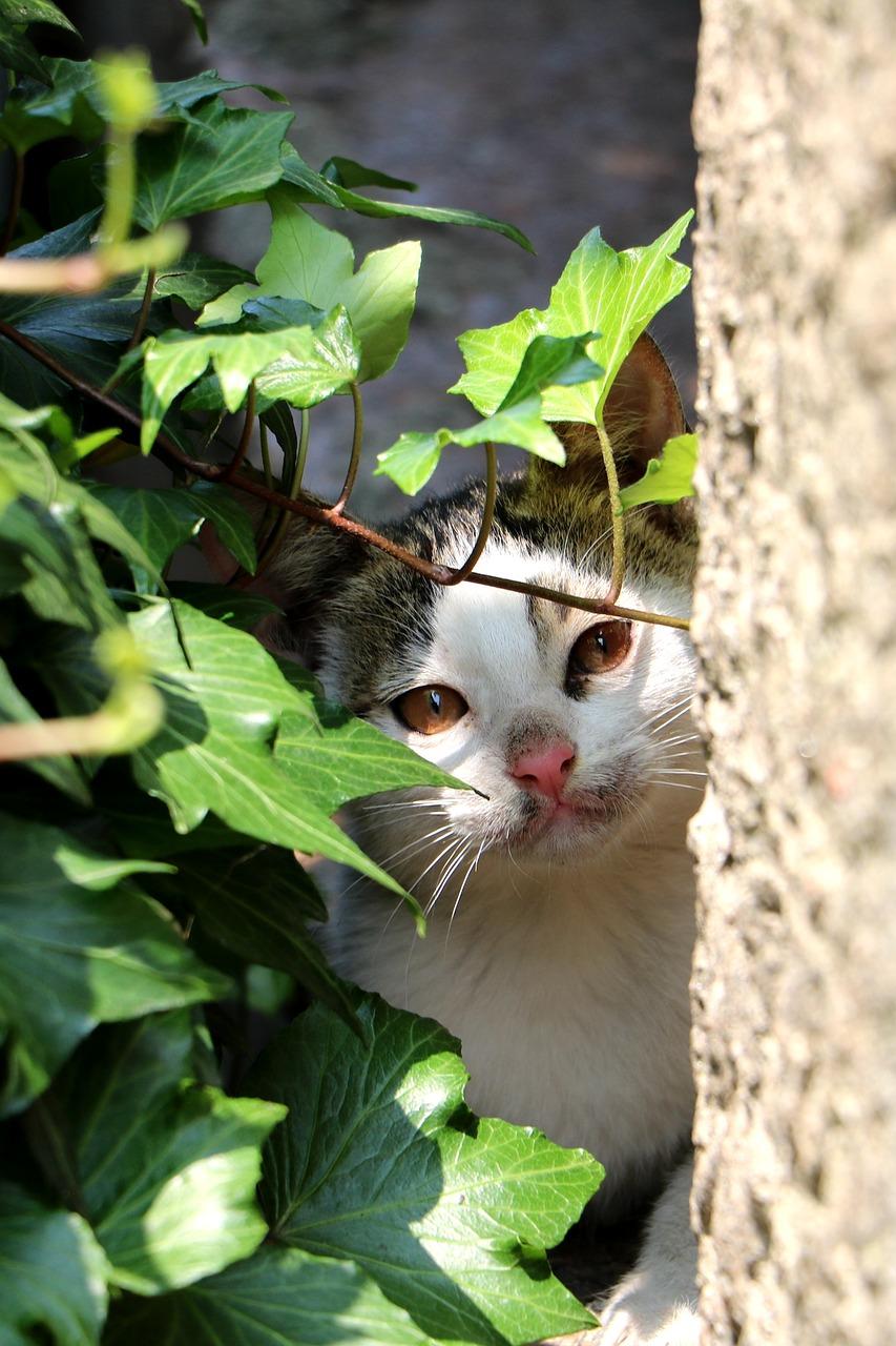 小猫的可爱睡姿