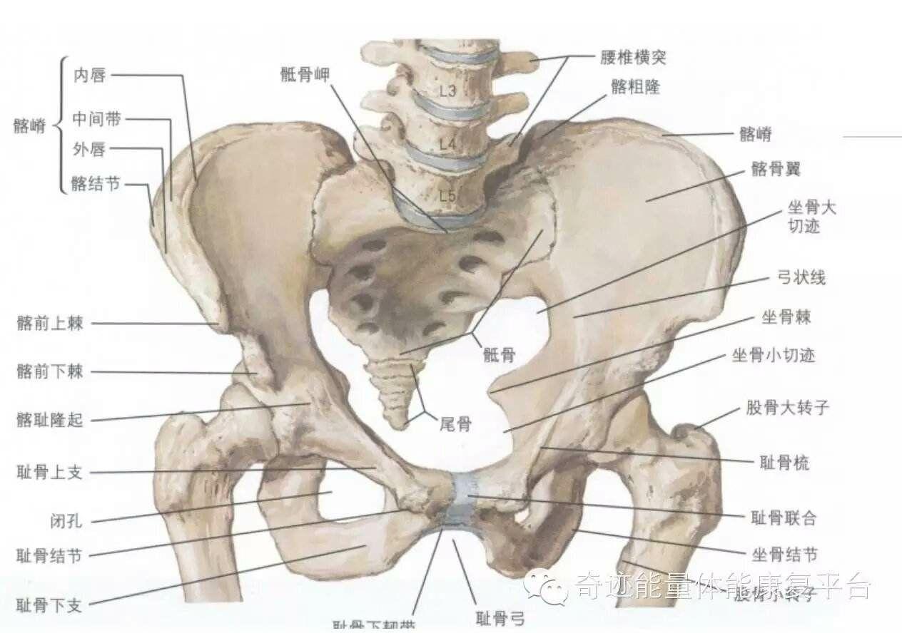 尾骨的解剖，从发生到形态学分型···通通告诉你