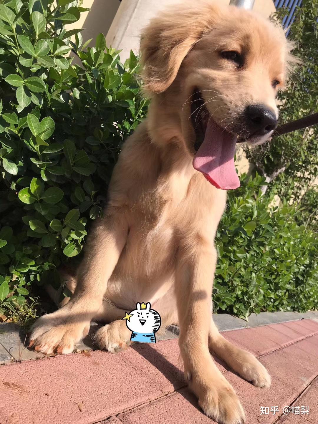 金毛4个月只有15斤,正常吗?